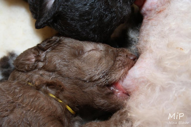 2011-05-15 Puppies Candy & Svet (7).jpg